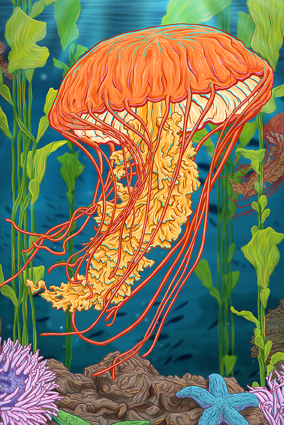 Jellyfish Canvas